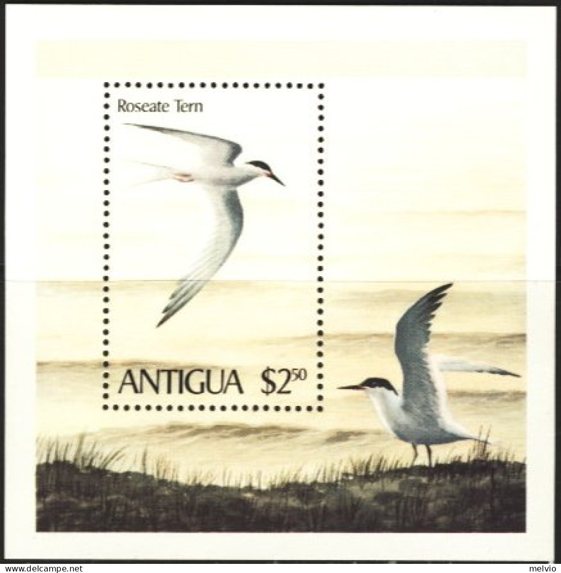 1980-Antigua (MNH=**) Foglietto S.1v."Uccello Roseate Tern" - Antigua Und Barbuda (1981-...)