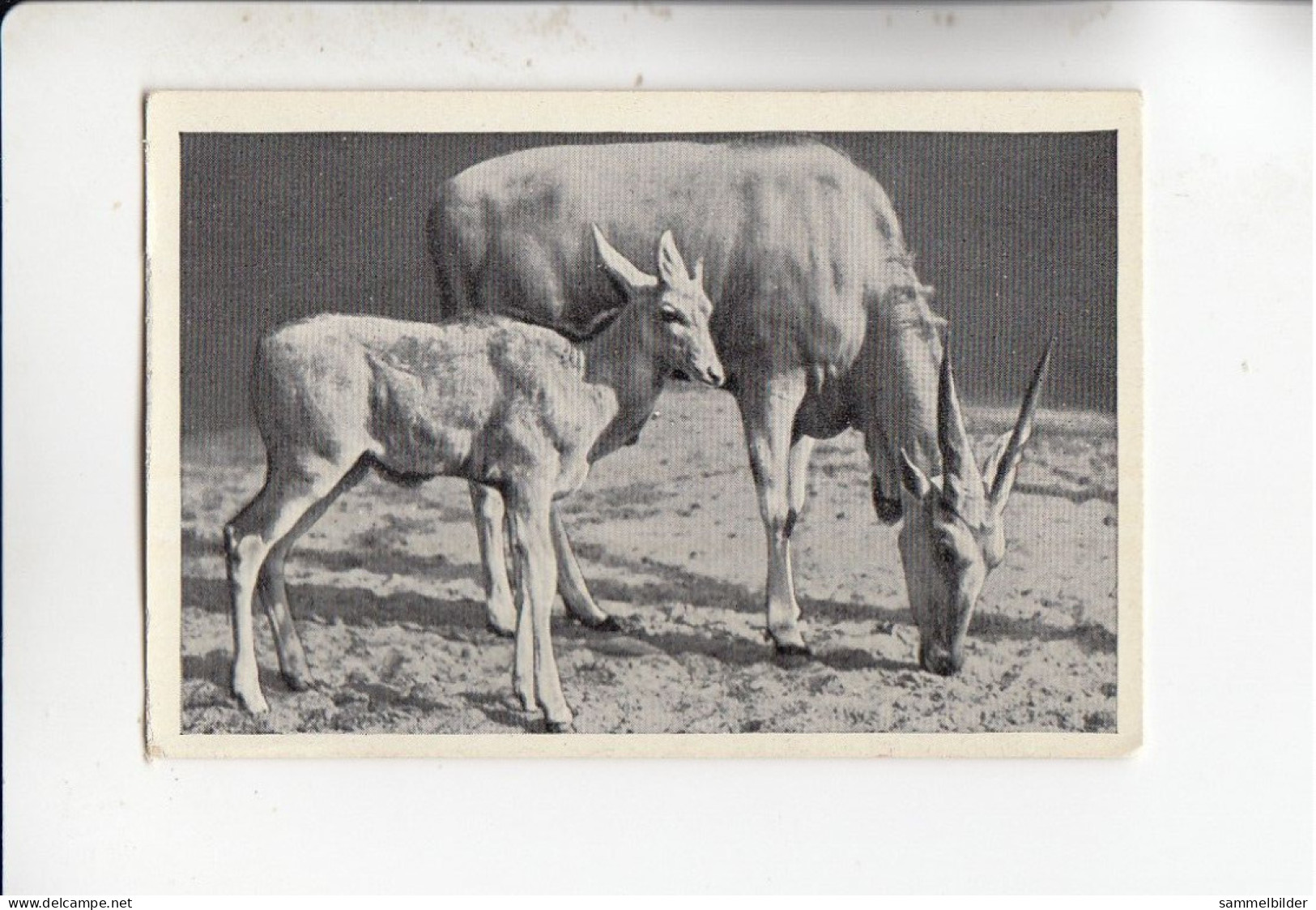 Mit Trumpf Durch Alle Welt Tier Mutter Und Kind  Elen - Antilope Mit Kalb    B Serie 15 #2 Von 1933 - Autres Marques