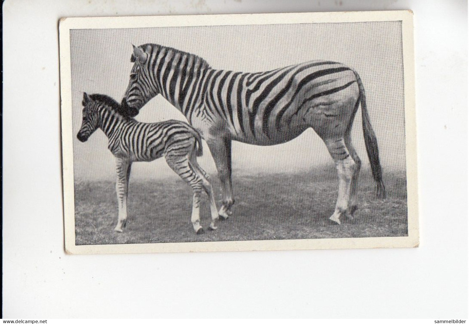 Mit Trumpf Durch Alle Welt Tier Mutter Und Kind Zebra Mit Fohlen    B Serie 15 #3 Von 1933 - Sigarette (marche)