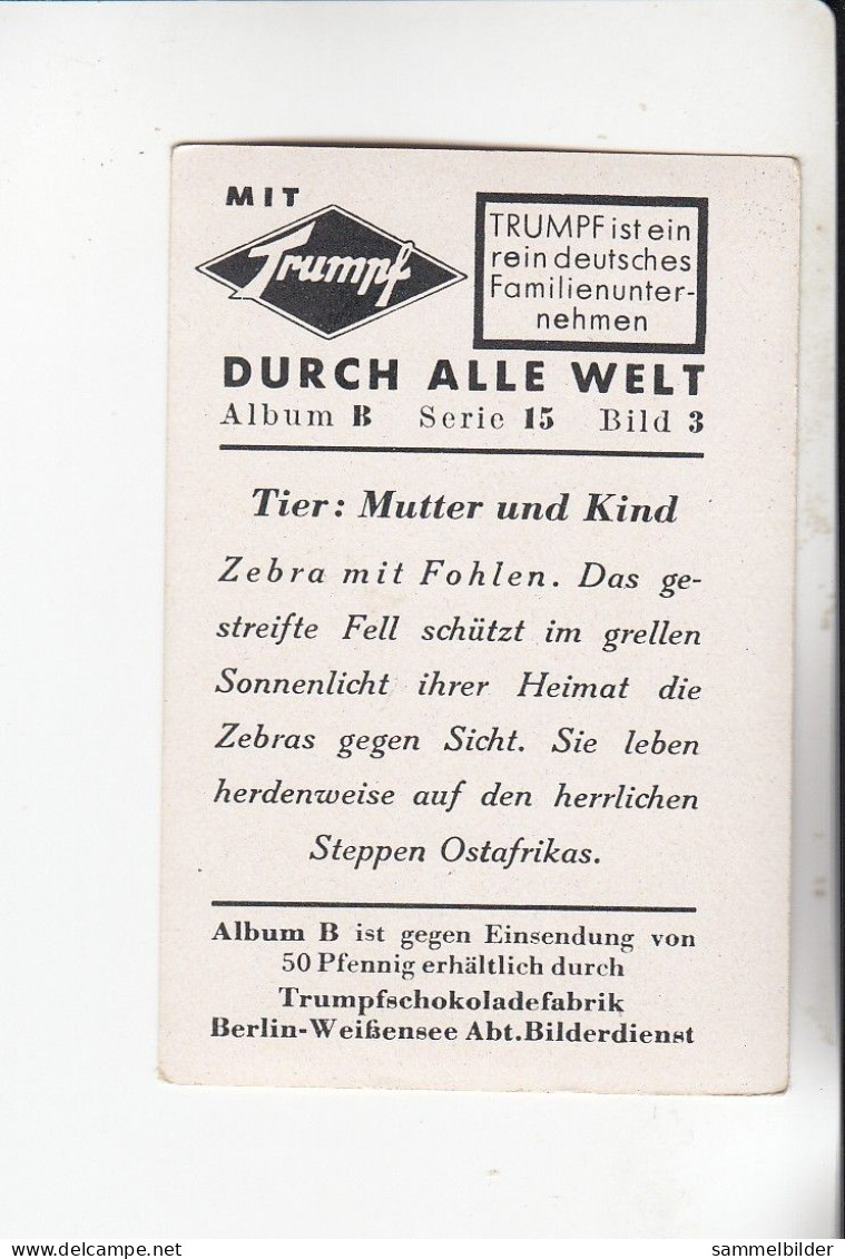 Mit Trumpf Durch Alle Welt Tier Mutter Und Kind Zebra Mit Fohlen    B Serie 15 #3 Von 1933 - Sigarette (marche)