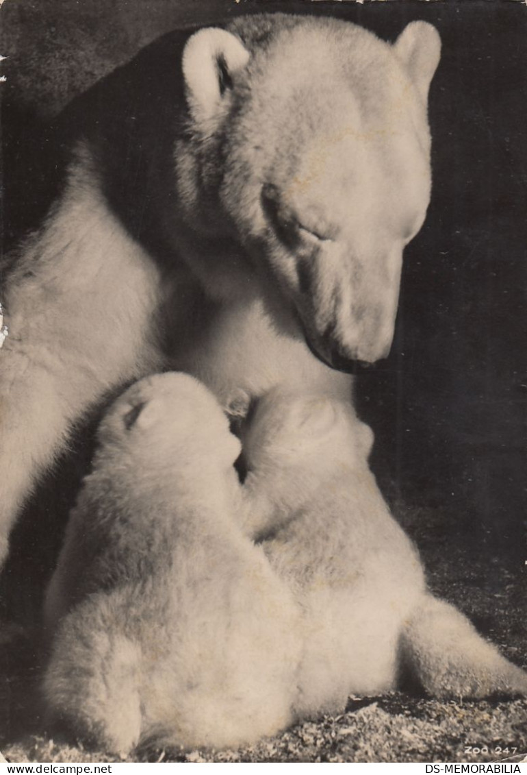 Zürich - Zoo Garten , Eisbar , Polar Bear 1948 - Zürich