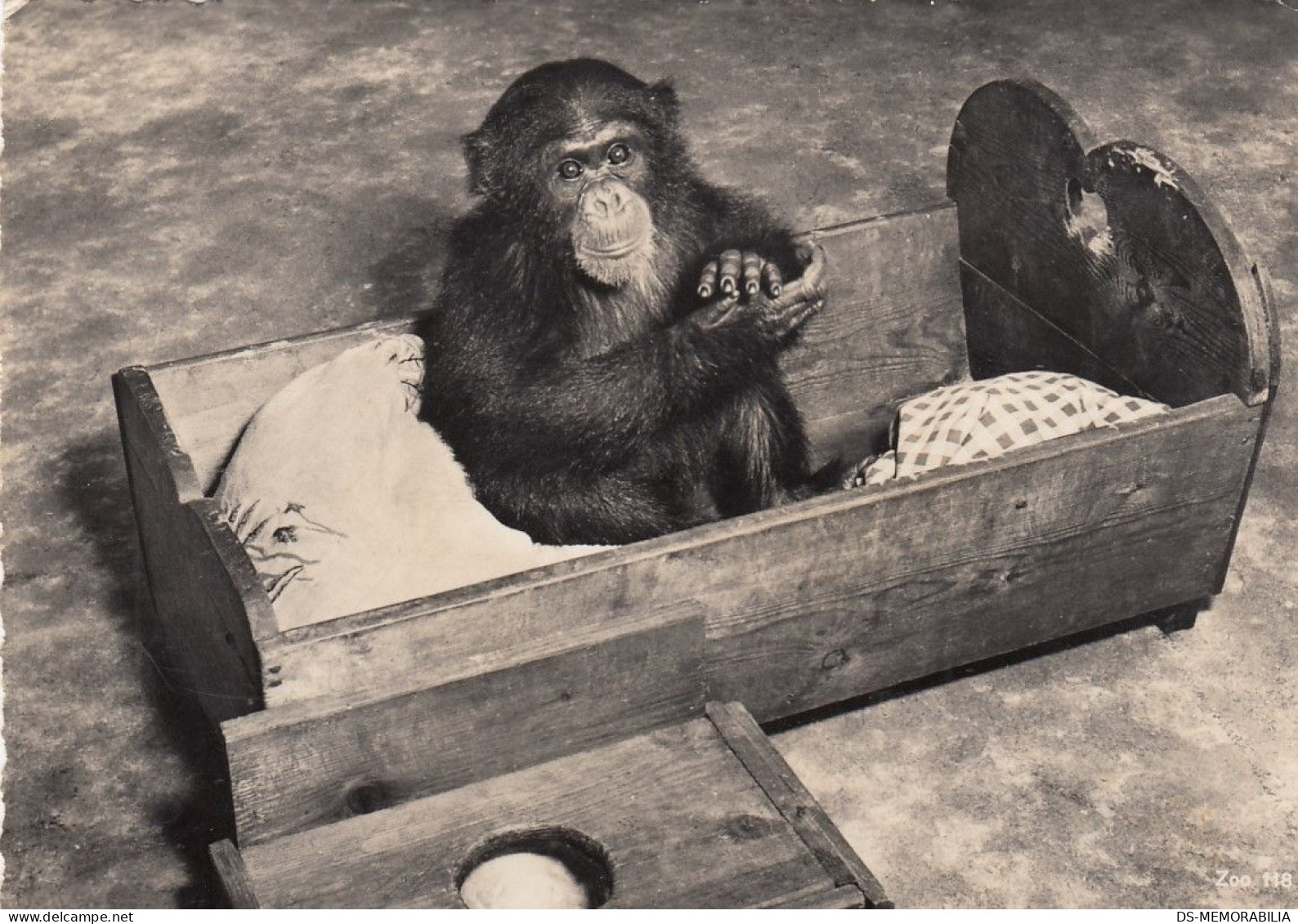 Zürich - Zoo Garten , Schimpanse Nanette 1953 - Zürich