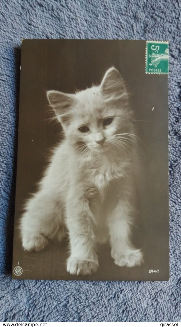 CPA FANTAISIE CHAT CHATON MINOU 1913 - Katzen