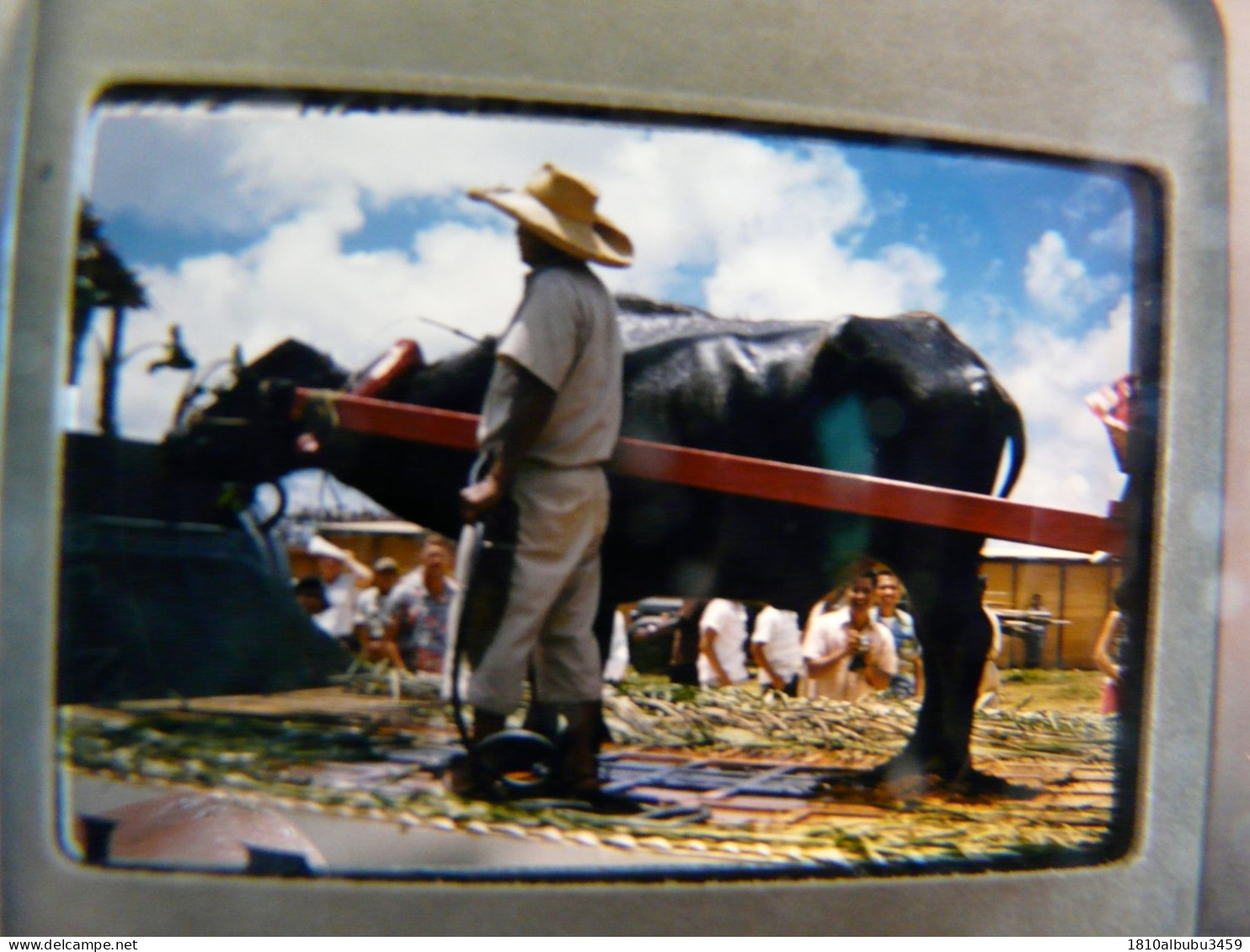 RARE - PHOTO - DIAPOSITIVE - SCENE ANIMEE (Années 50) : GUAM Île Américaine Dans Le Pacifique - Base Aérienne Et Navale - Diapositive