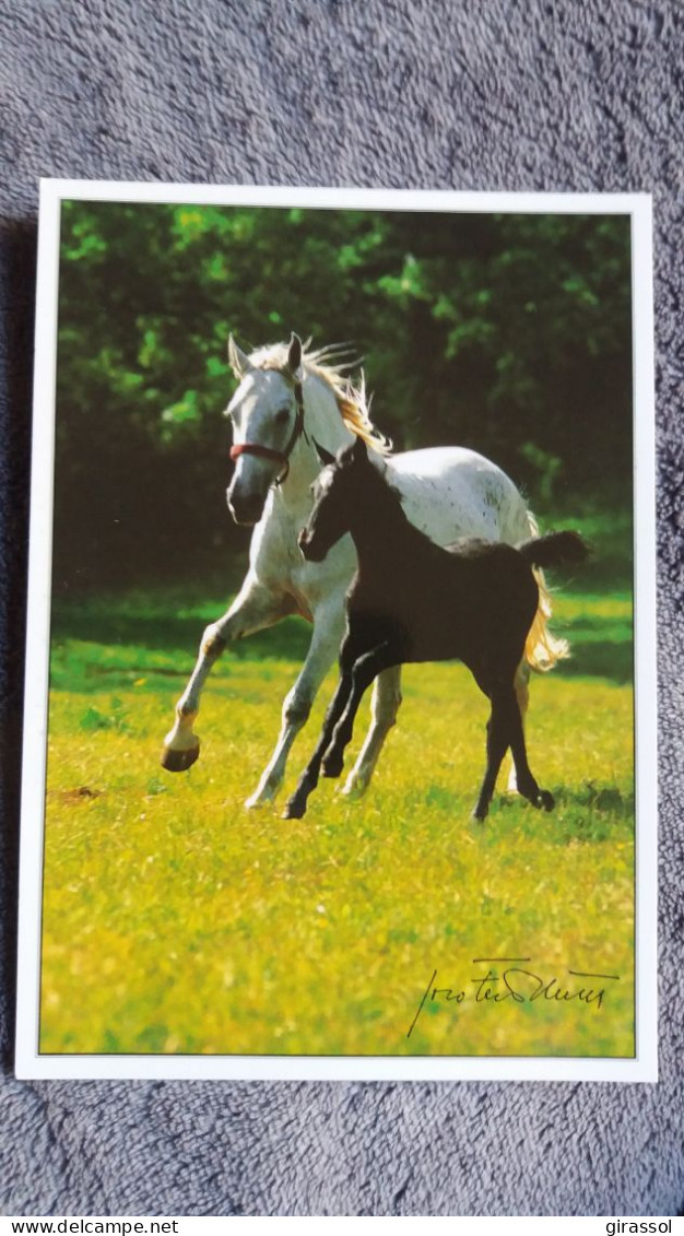 CPM CHEVAL CHEVAUX LIPICA SLOVENIE FOTO JOCO ZNIDARSIC JUMENT POULAIN PRE FLEURI - Cavalli