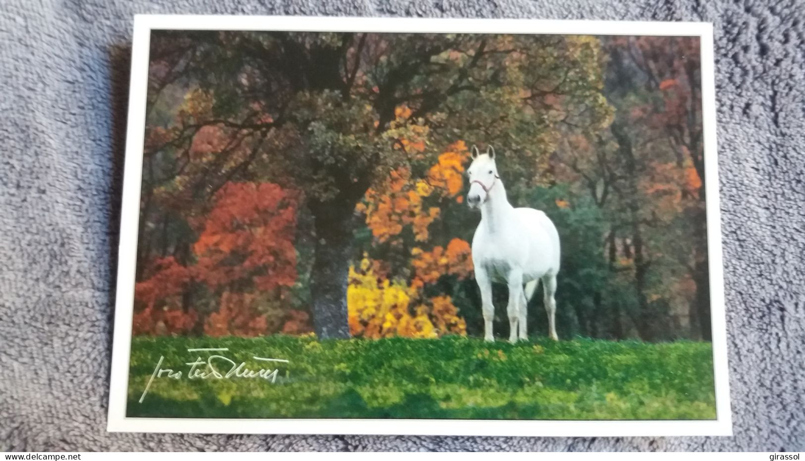 CPM CHEVAL CHEVAUX LIPICA SLOVENIE FOTO JOCO ZNIDARSIC CHEVAL BLANC COULEURS AUTOMNE - Pferde