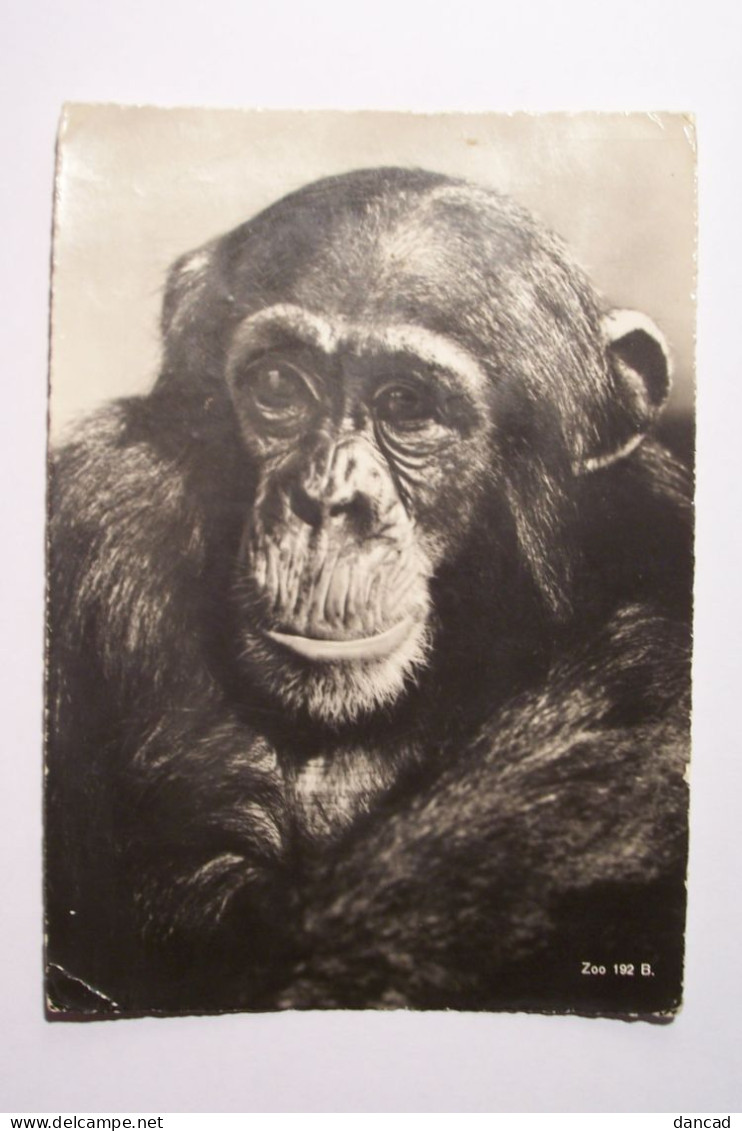 ZURICH   Zoologischer Gzarden  - Schimpanse  " Nanette "  ( Singe ) - ( Pas De Reflet Sur L'original ) - Apen