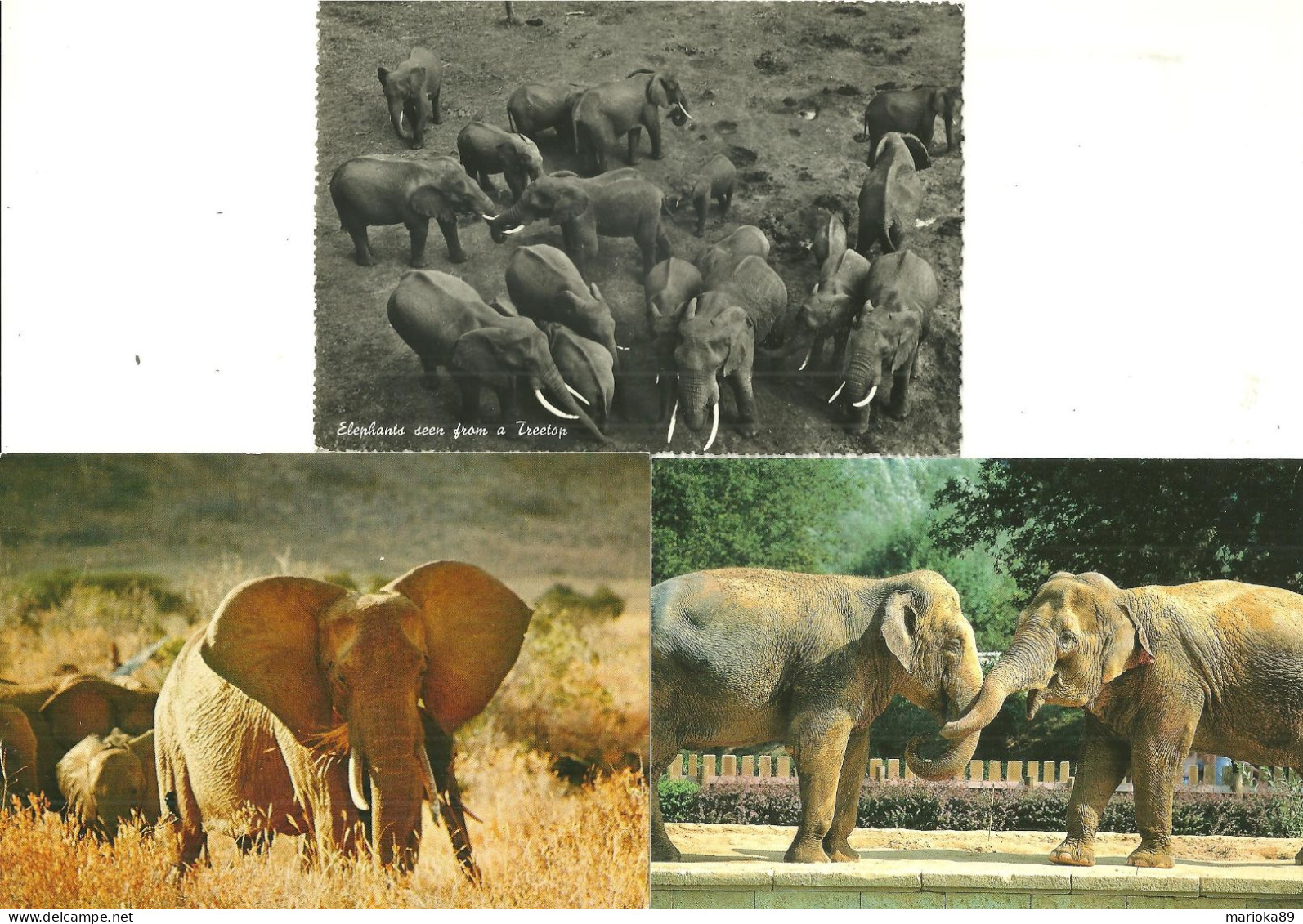 LOT 3 CPSM/CPM ELEPHANTS - Olifanten