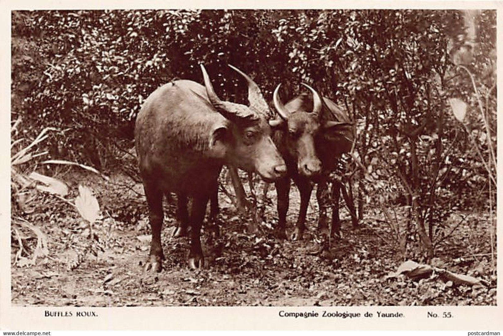Cameroun - Buffles Roux - Ed. Compagnie Zoologique De Yaoundé 55 - Cameroun