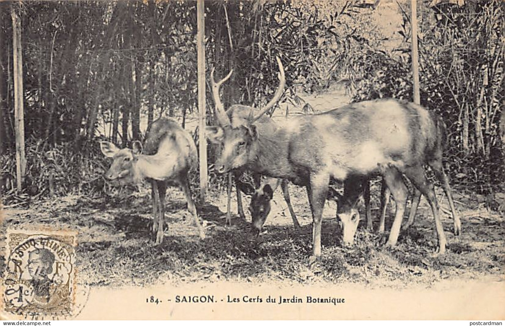 Viet-Nam - SAIGON - Les Cerfs Du Jardin Botanique - Ed. A. F. Decoly 184 - Viêt-Nam
