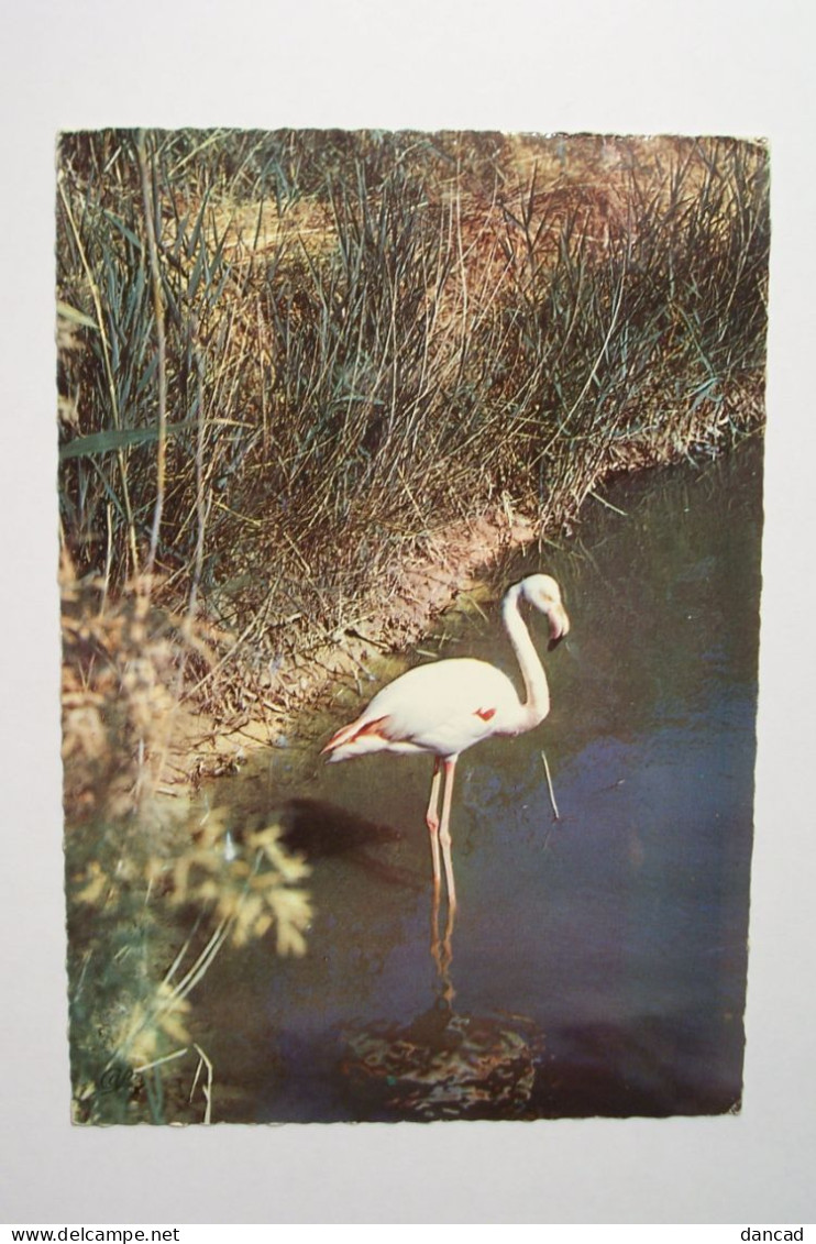 FLAMANT ROSE   - LA CAMARGUE  - ( Pas De Reflet Sur L'original ) - Birds