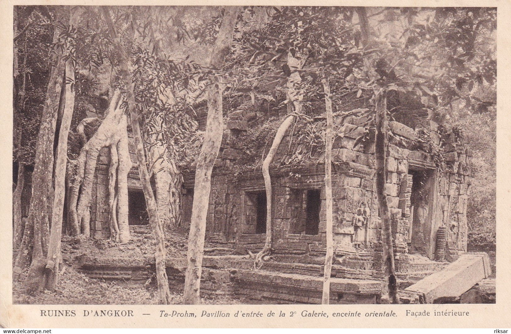 CAMBODGE(ANGKOR) ARBRE - Cambogia