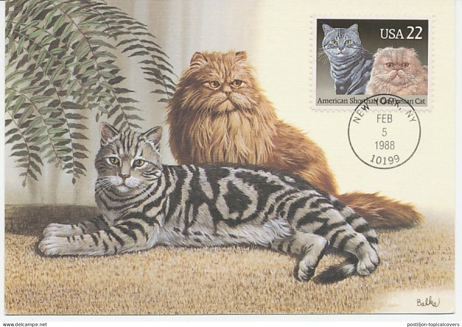 Maximum Card USA 1988 American Shorthair Cat - Persian Cat - Other & Unclassified