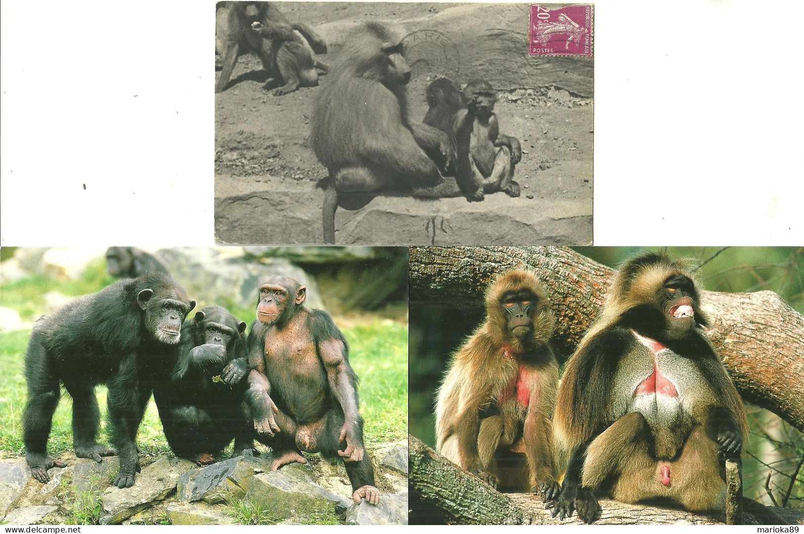 LOT 9 CPA/CPSM/CPM SINGES - Singes