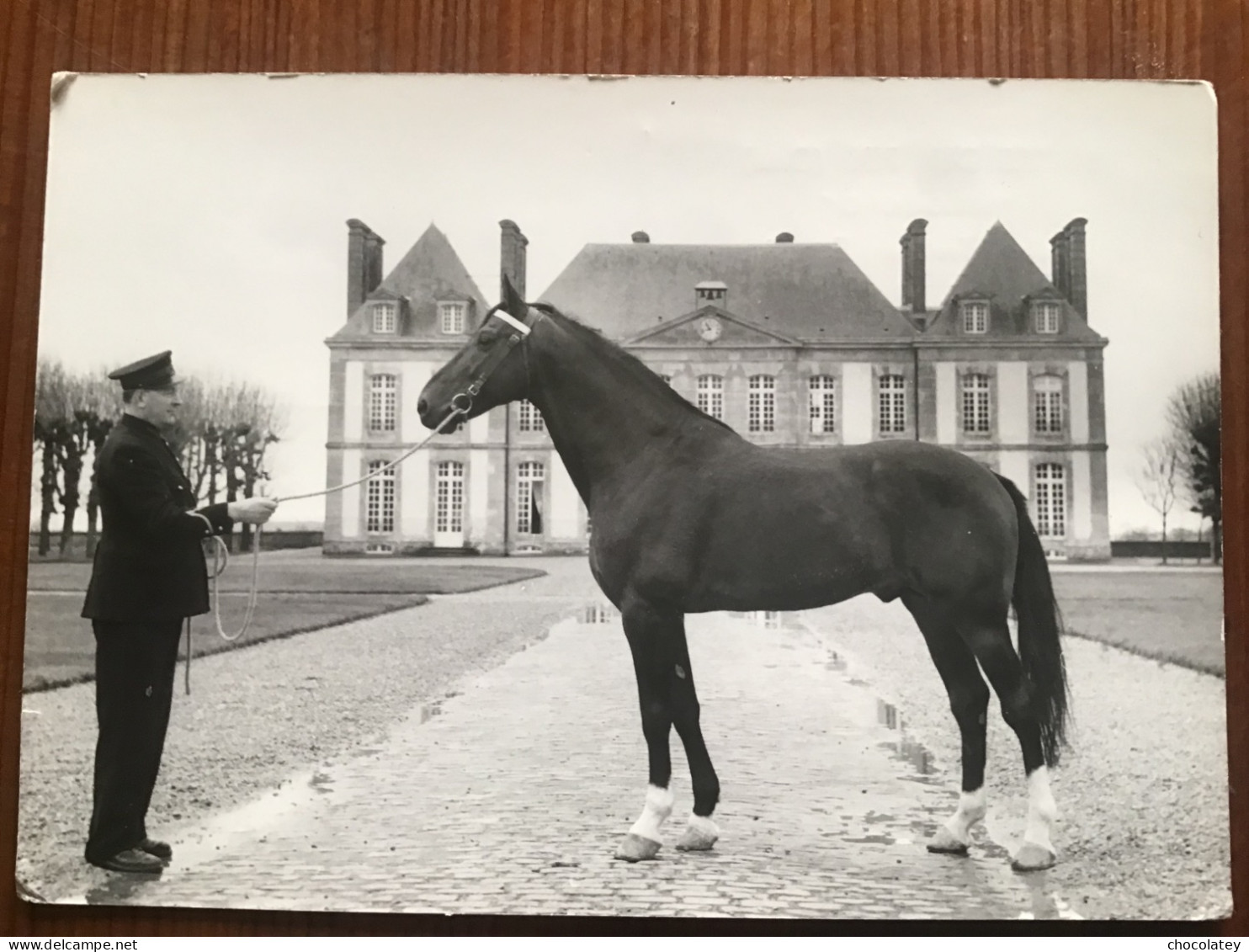 Haras Du Pin Orne King Kong Chevaux Horse Paard - Pferde