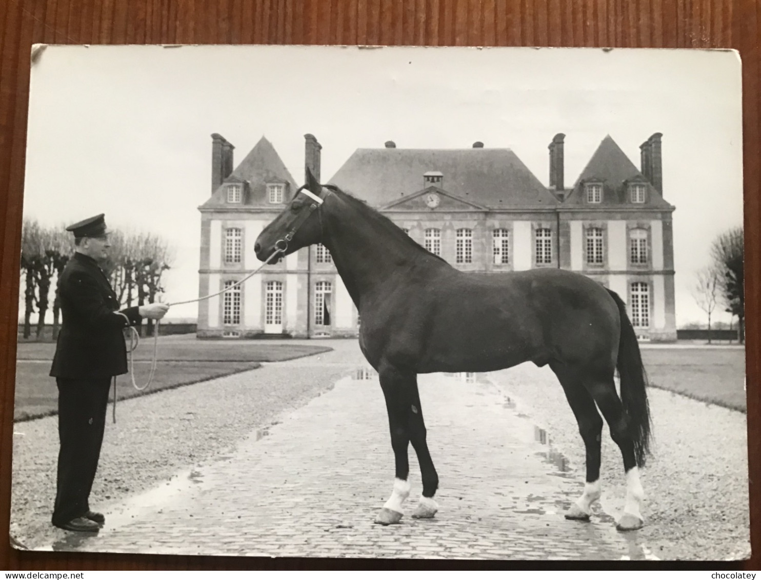 Haras Du Pin Orne King Kong Chevaux Horse Paard - Paarden