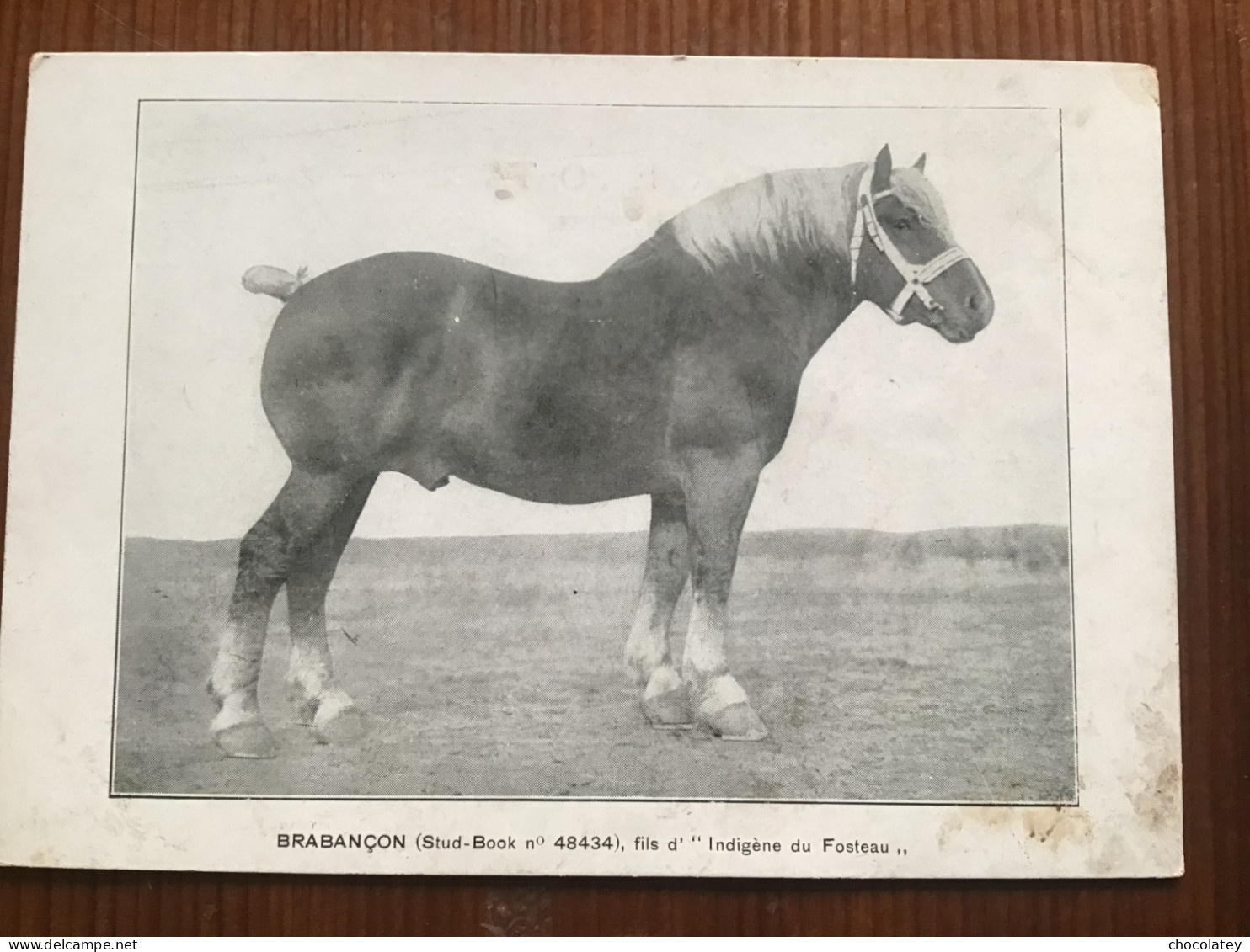 Chevaux Brabancon Paard Brabander 1900 - Pferde