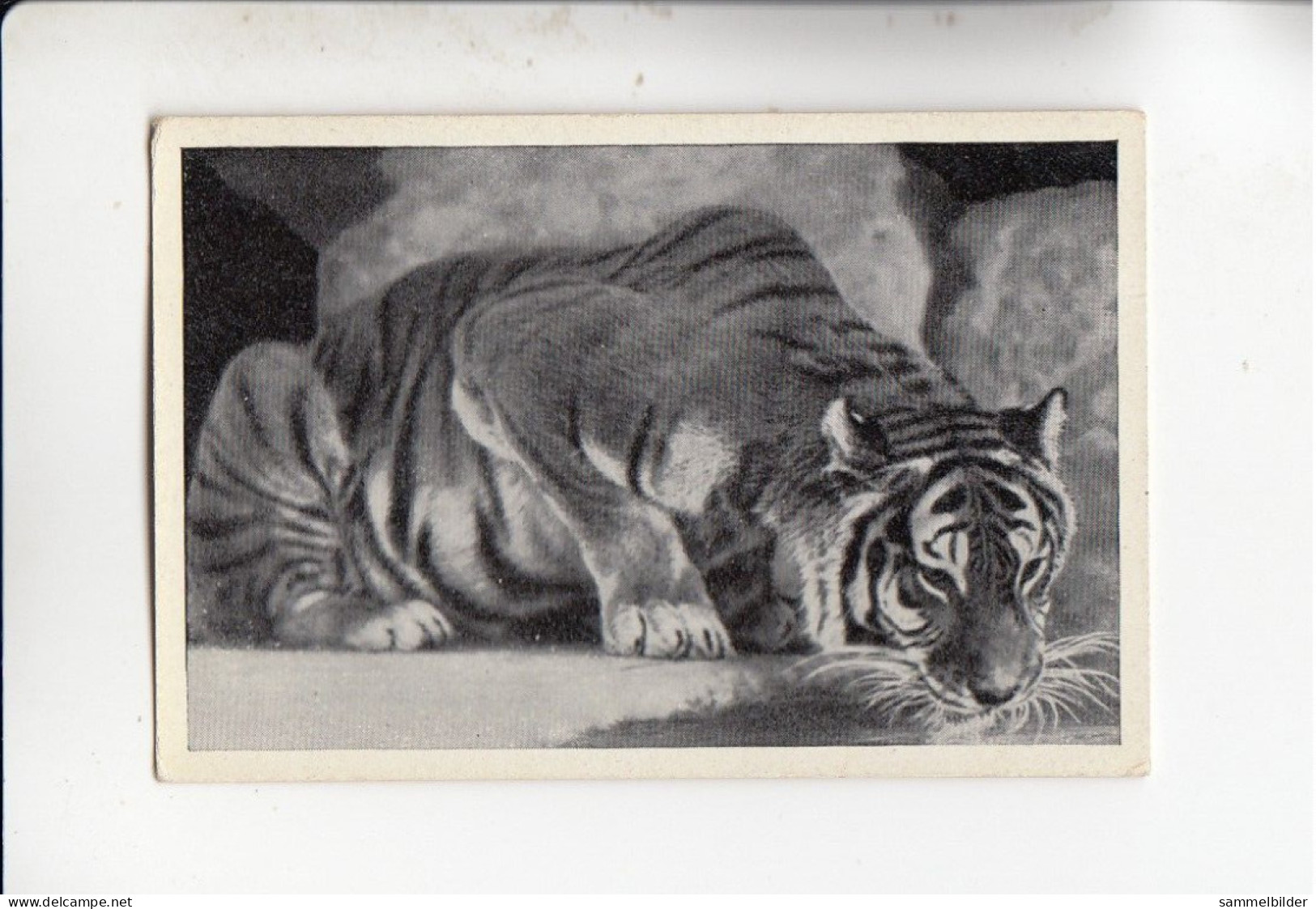 Mit Trumpf Durch Alle Welt  Großtiere Der Tiger  B Serie 20 # 3 Von 1933 - Other Brands