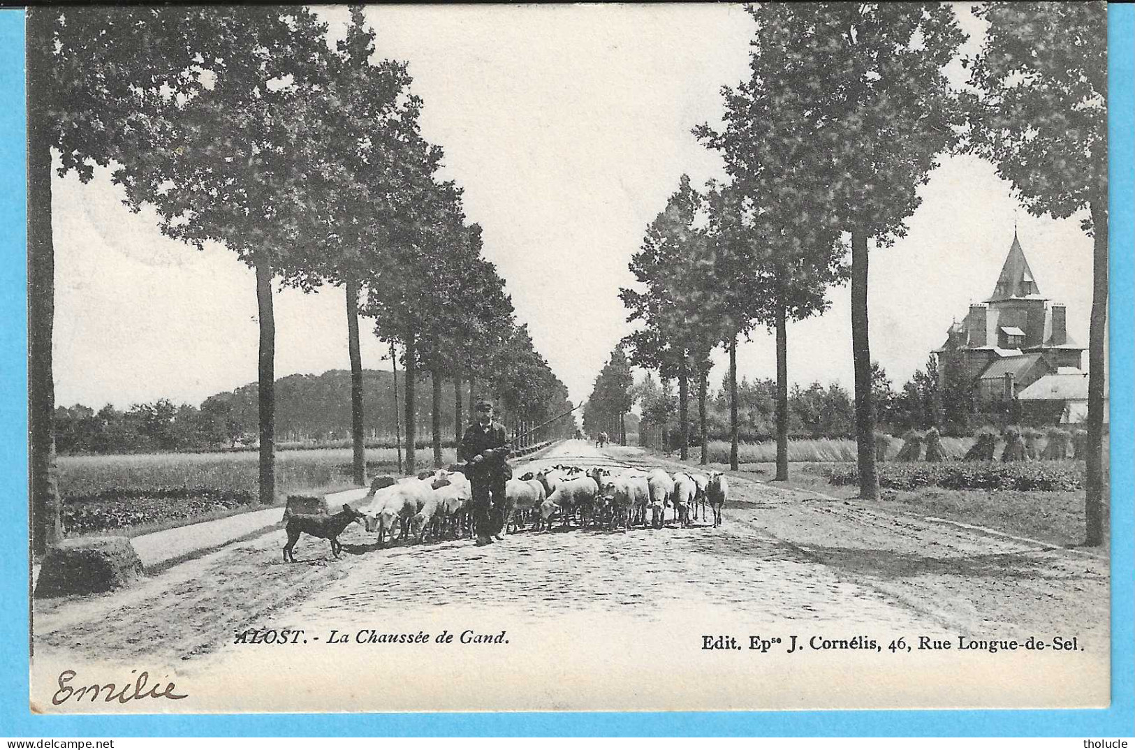Aalst-Alost-1903-La Chaussée De Gand-Gentsteenweg-Schaapherder Met Schapen-Le Berger Et Ses Moutons-Uitg.Ep.J. Cornelis - Aalst