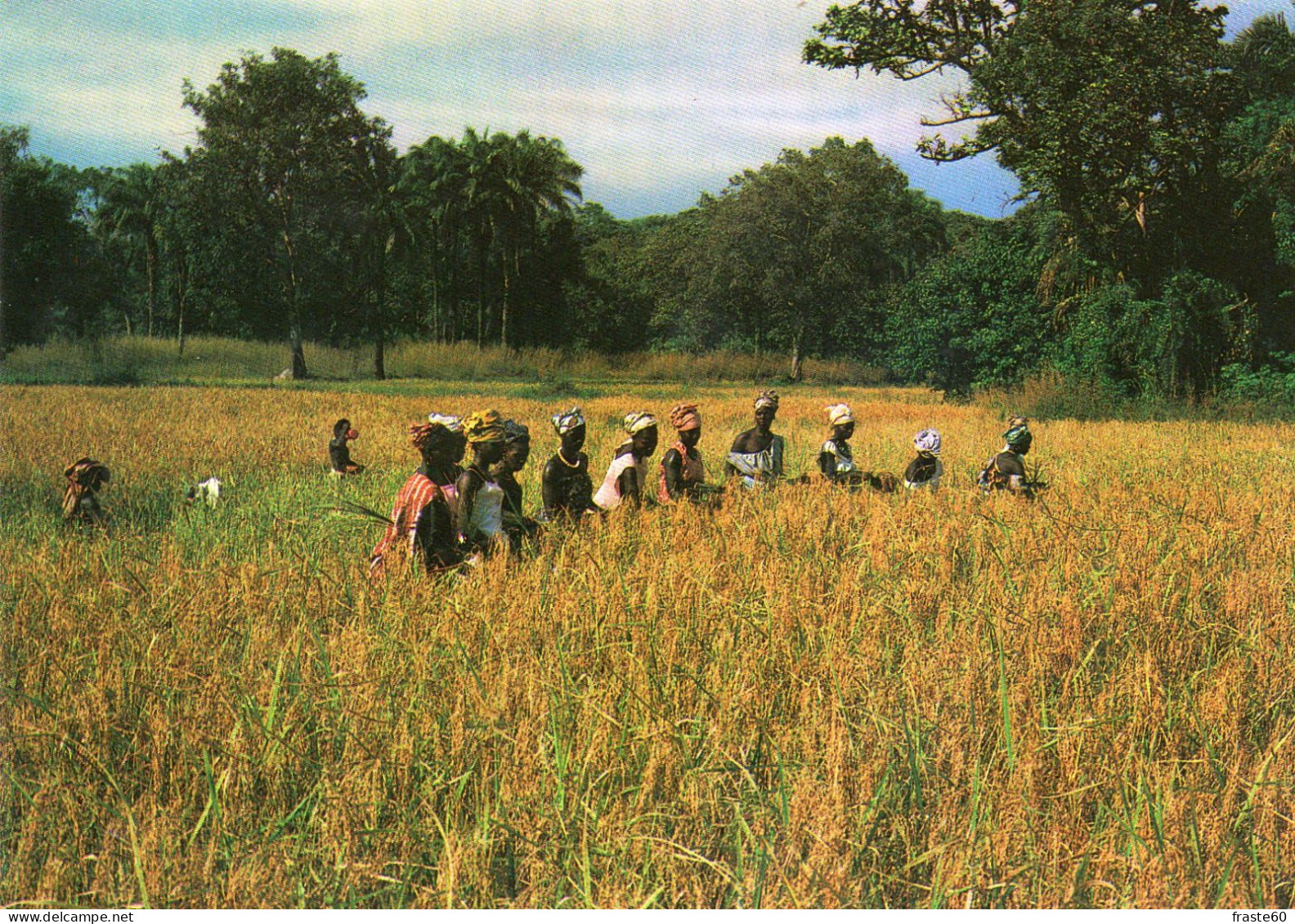 Sénégal - La Récolte Du Riz - Sénégal