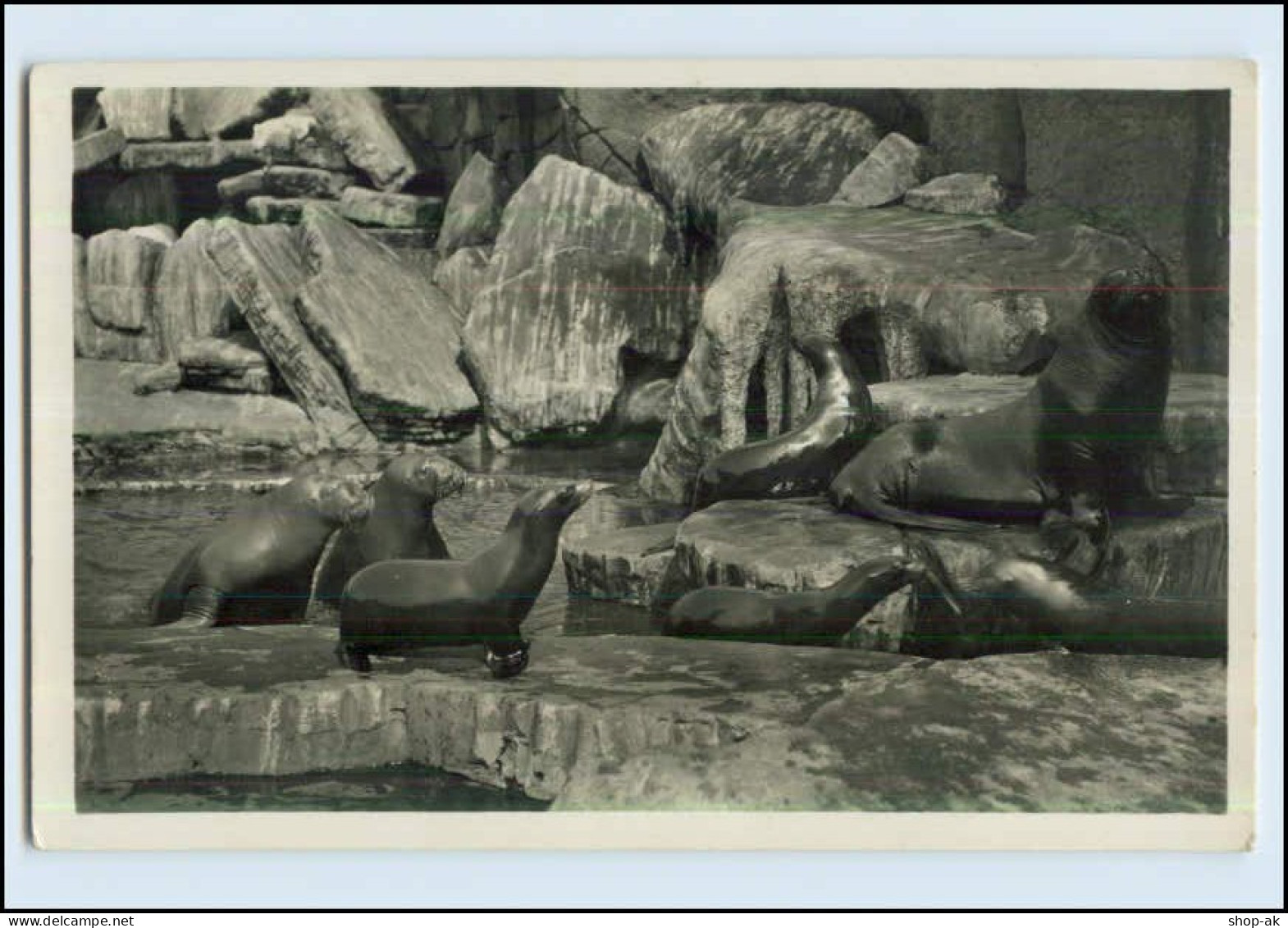 W7L16/ Hamburg Stellingen Hagenbeck Zoo Foto AK Walrosse Seelöwen Ca.1930 - Stellingen