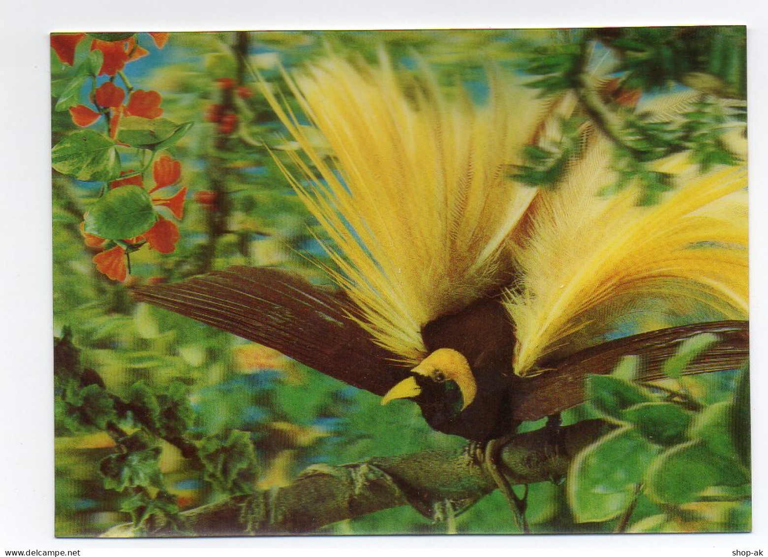 X1B43/ 3 D AK  Vogel - A Bird Of Paradise  Ca.1970 - Chiens