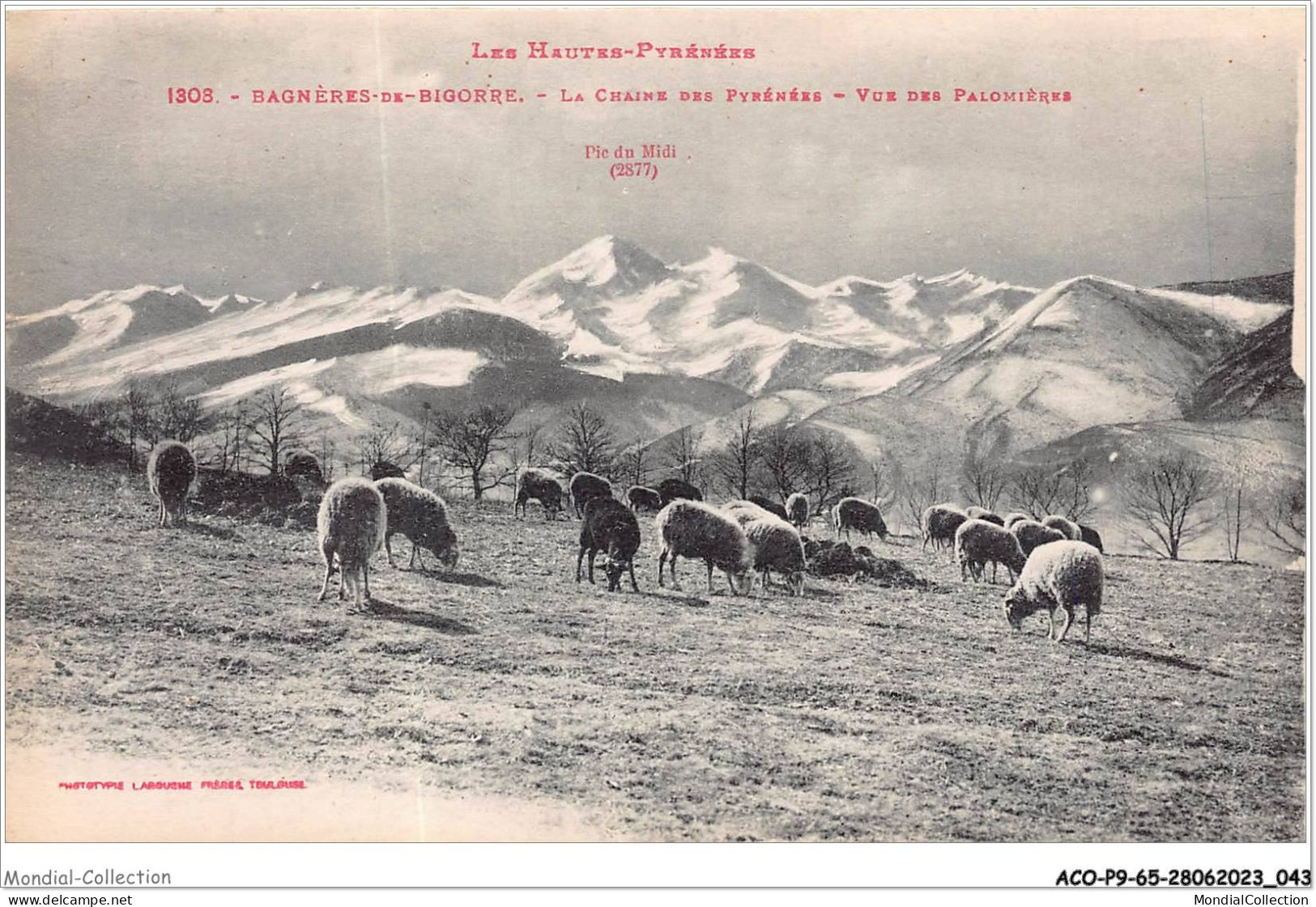 ACOP9-65-0831 - BAGNERES-DE-BIGORRE - La Chaine Des Pyrénées - Vue Des Palomières - Bagneres De Bigorre