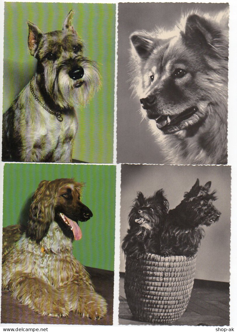 P3N68/ 4 X Schöne AK Hunde Ca.1965 - Chiens