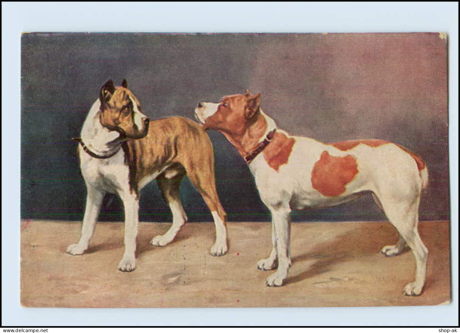 T4200/ Bulldogge Hunde AK Ca.1912 - Cani