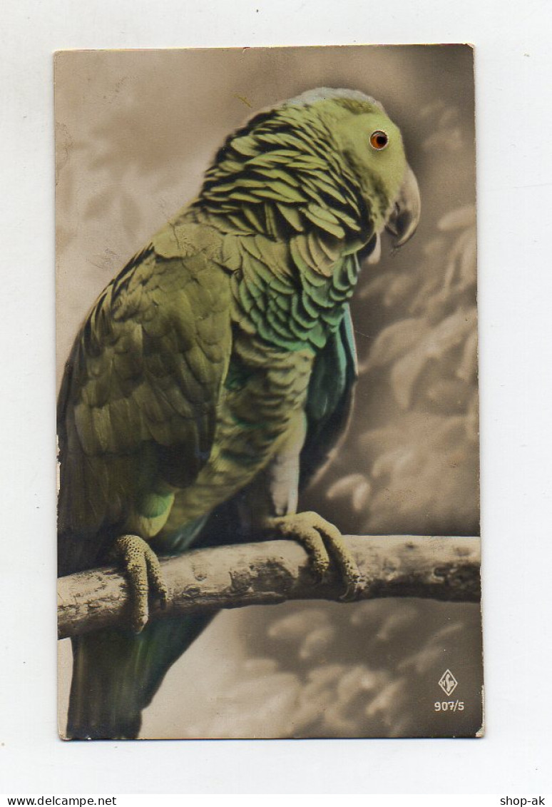 T4041/ Plastik Augen -  Wellensittich  Vogel  Foto  AK Ca.1925  - Oiseaux