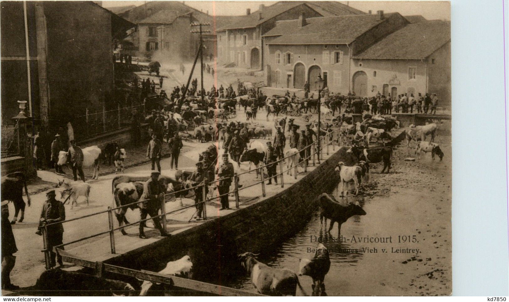 Deutsch-Avricourt - Beigetriebenes Vieh Aus Leintrey - Guerra 1914-18