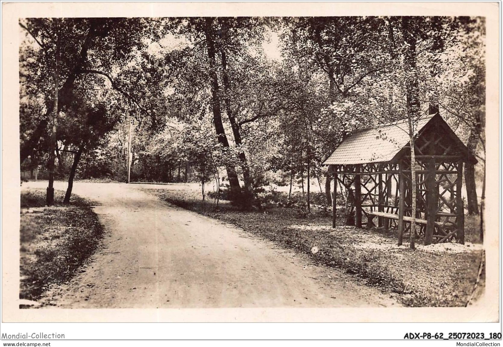 ADXP8-62-0731 - STELLA-PLAGE - Un Sous-bois - Montreuil