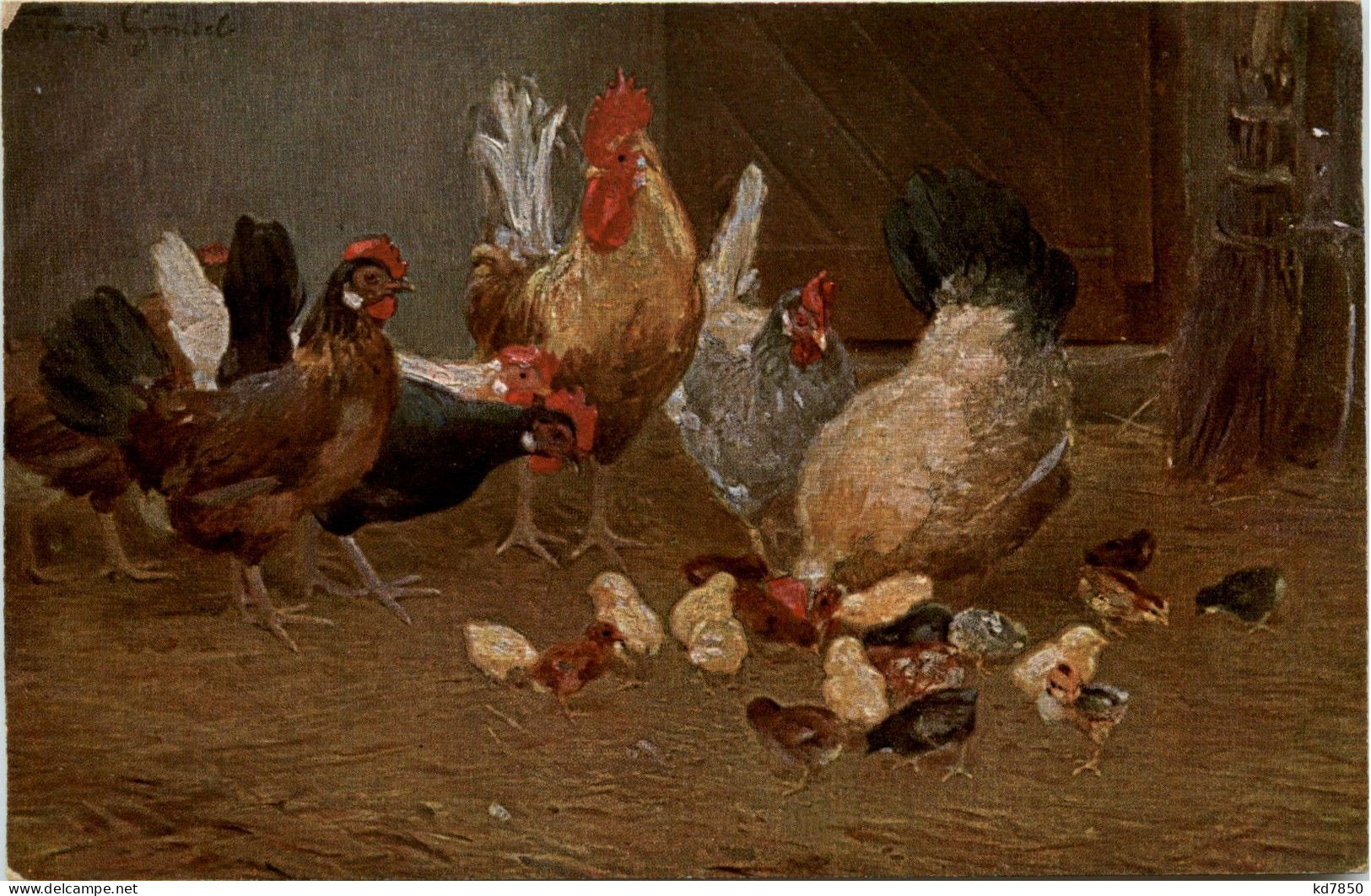 Chicken - Oiseaux