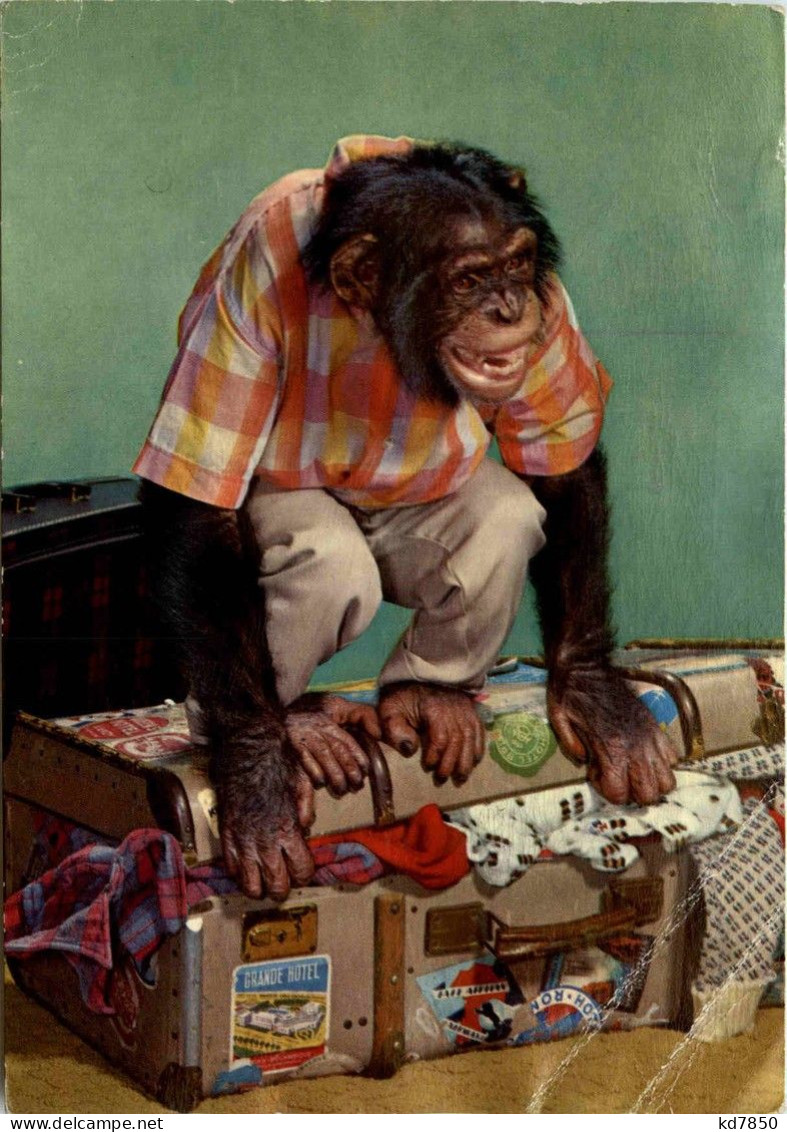 Affe Auf Koffer - Affen