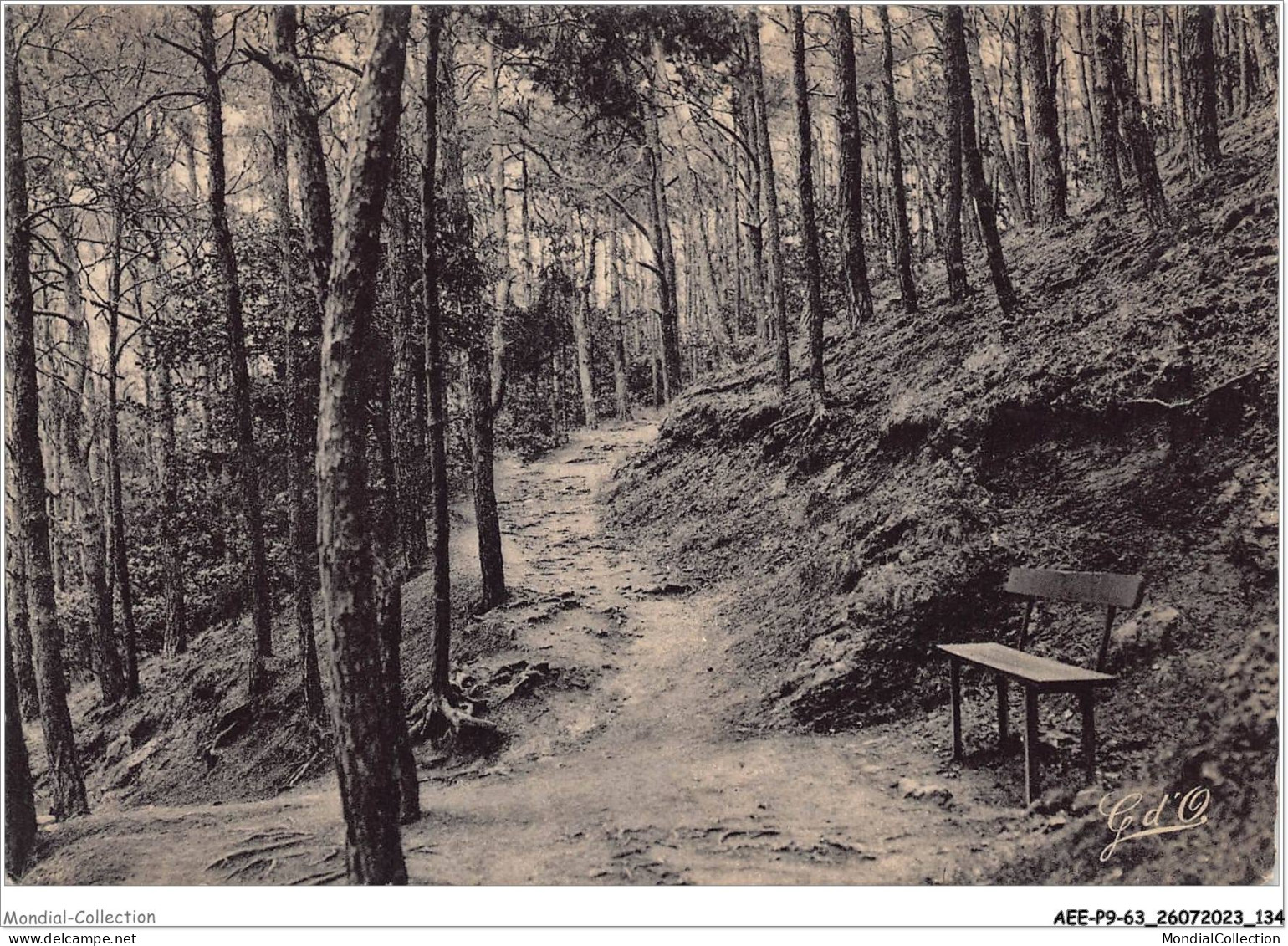 AEEP9-63-0762 - CHATEL-GUYON - Allée Dans Les Pins Du Mont Chalusset  - Châtel-Guyon