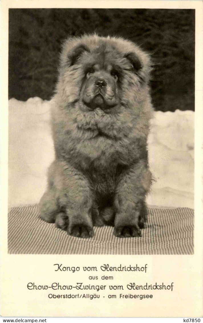 Kongo Vom Hendrickshof - Chow-Chow - Oberstdorf - Chiens