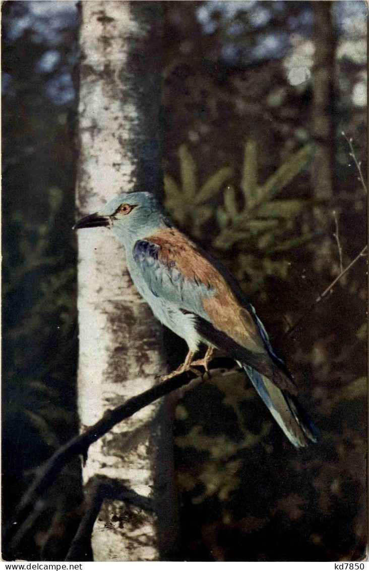 Blaurake - Feldpost - Pájaros