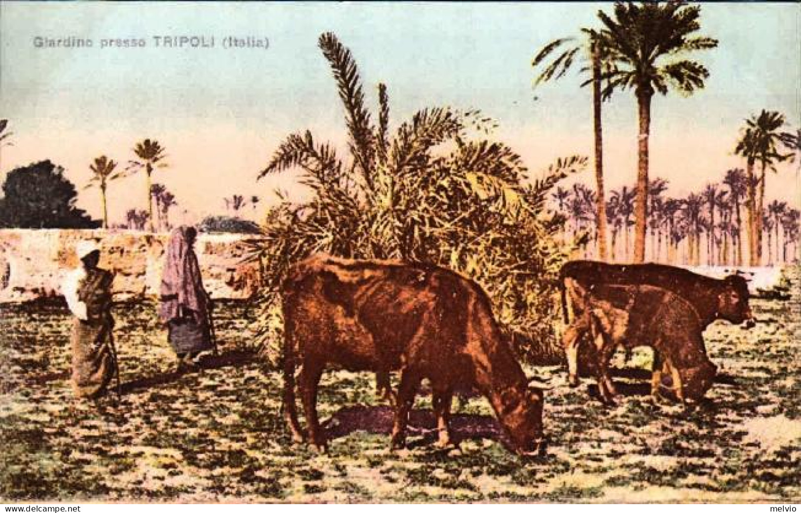 1911/12-"Guerra Italo-Turca,Tripoli Giardino" - Tripolitania