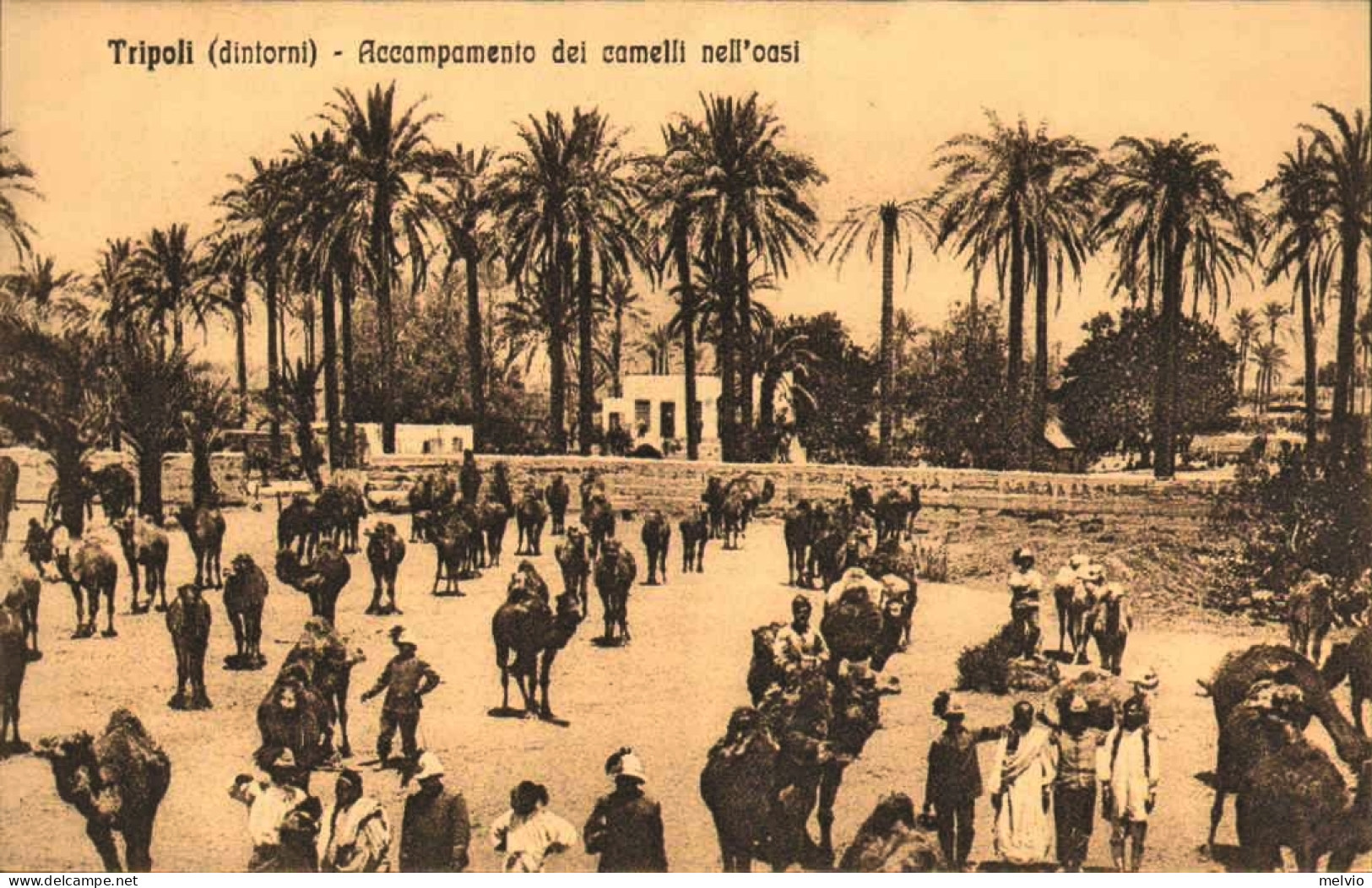 1911/12-"Guerra Italo-Turca,Tripoli (dintorni)accampamento Dei Cammelli Nell'oas - Tripolitaine