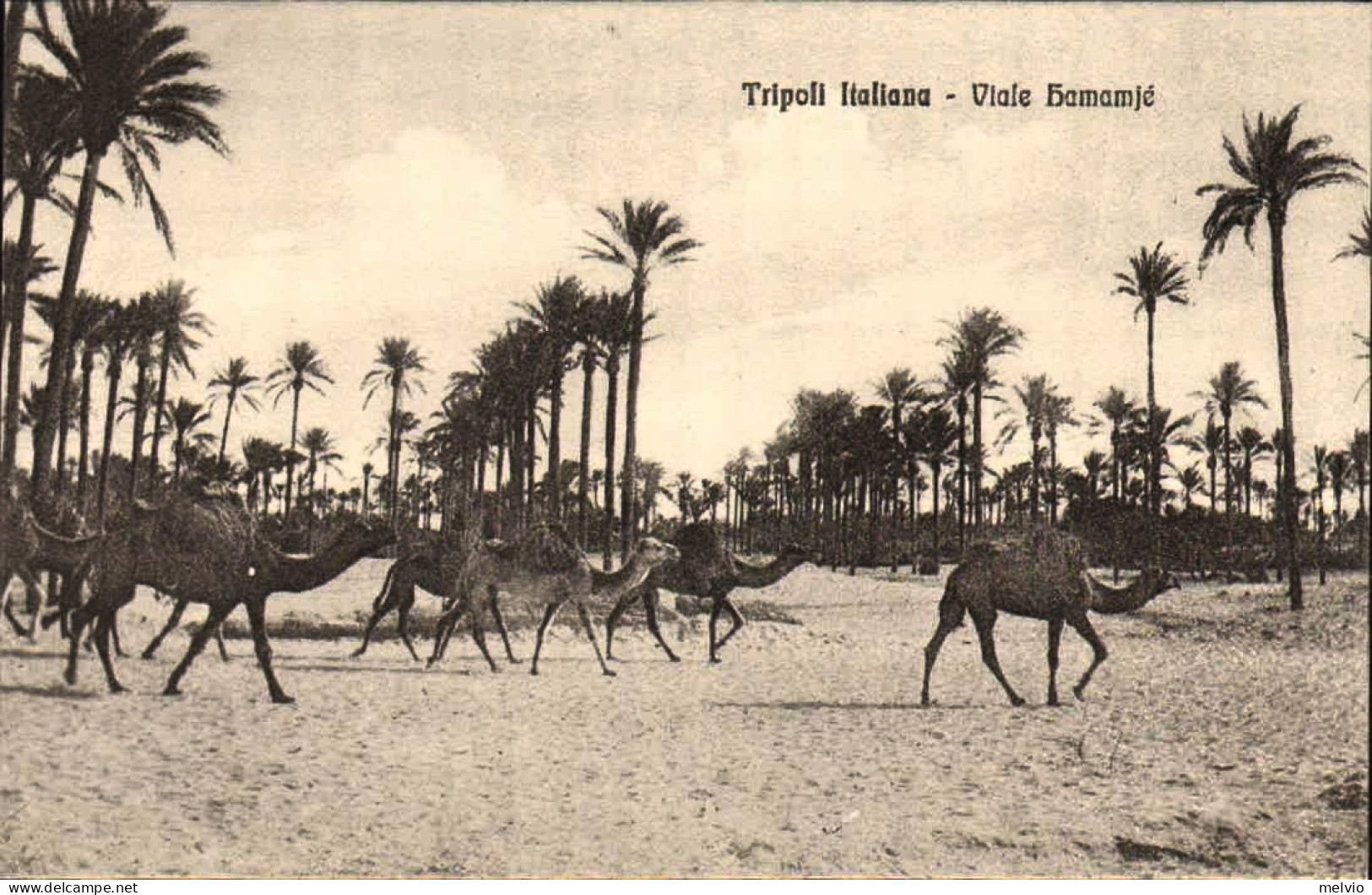 1911/12-"Guerra Italo-Turca,Tripoli Italiana Viale Kamamjè " - Tripolitaine