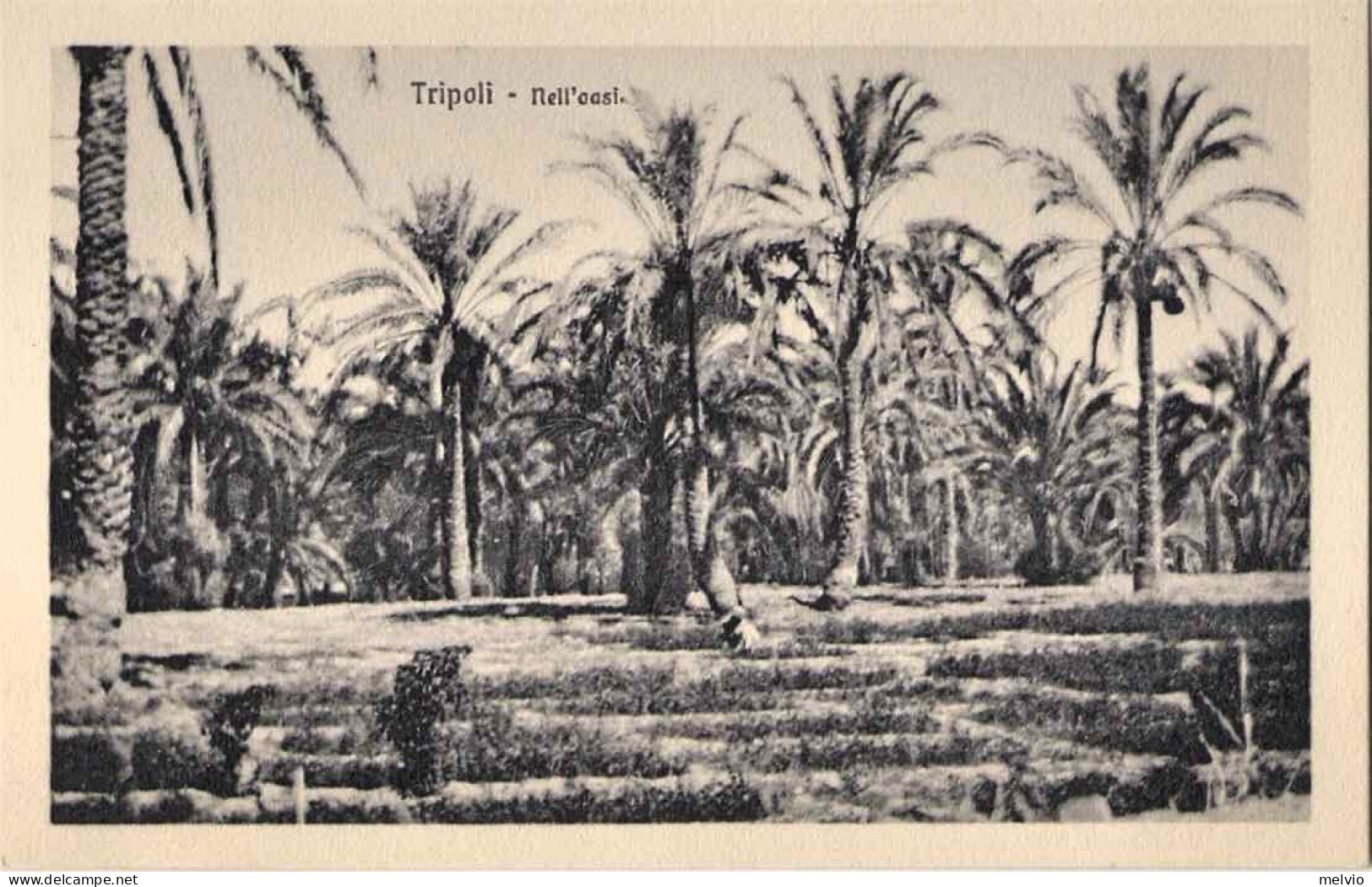 1911/12-"Guerra Italo-Turca,Tripoli-nell'oasi" - Tripolitania