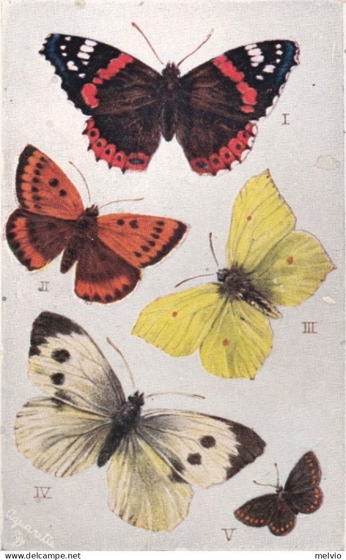 1930circa-Farfalle Butterflies And Moths Tuck's Card - Butterflies