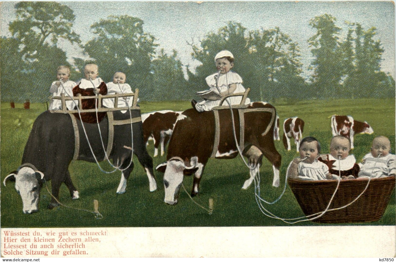 Kinder Kühe Cow - Sonstige & Ohne Zuordnung
