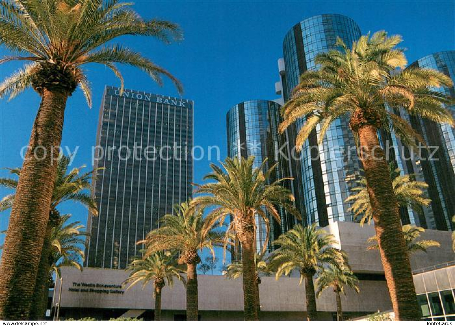 73716744 Los_Angeles_California Palm Trees Surrounding Downtown Skyscrapers - Other & Unclassified