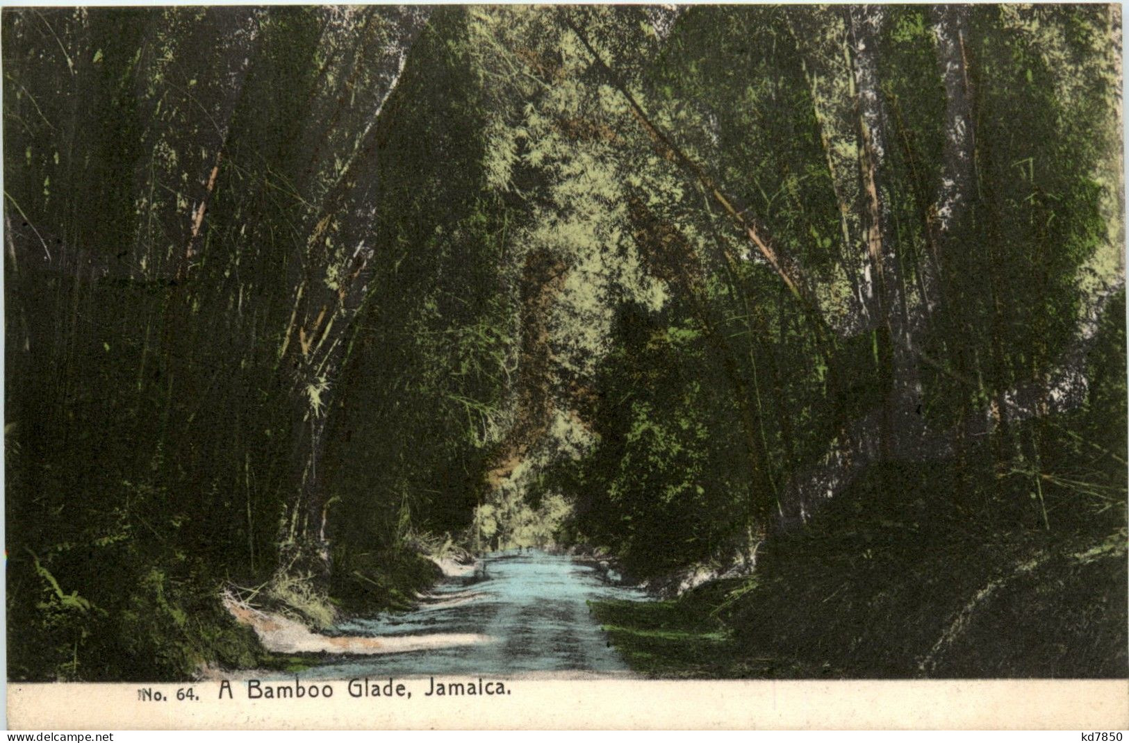 Jamaica - A Bamboo Glade - Jamaica