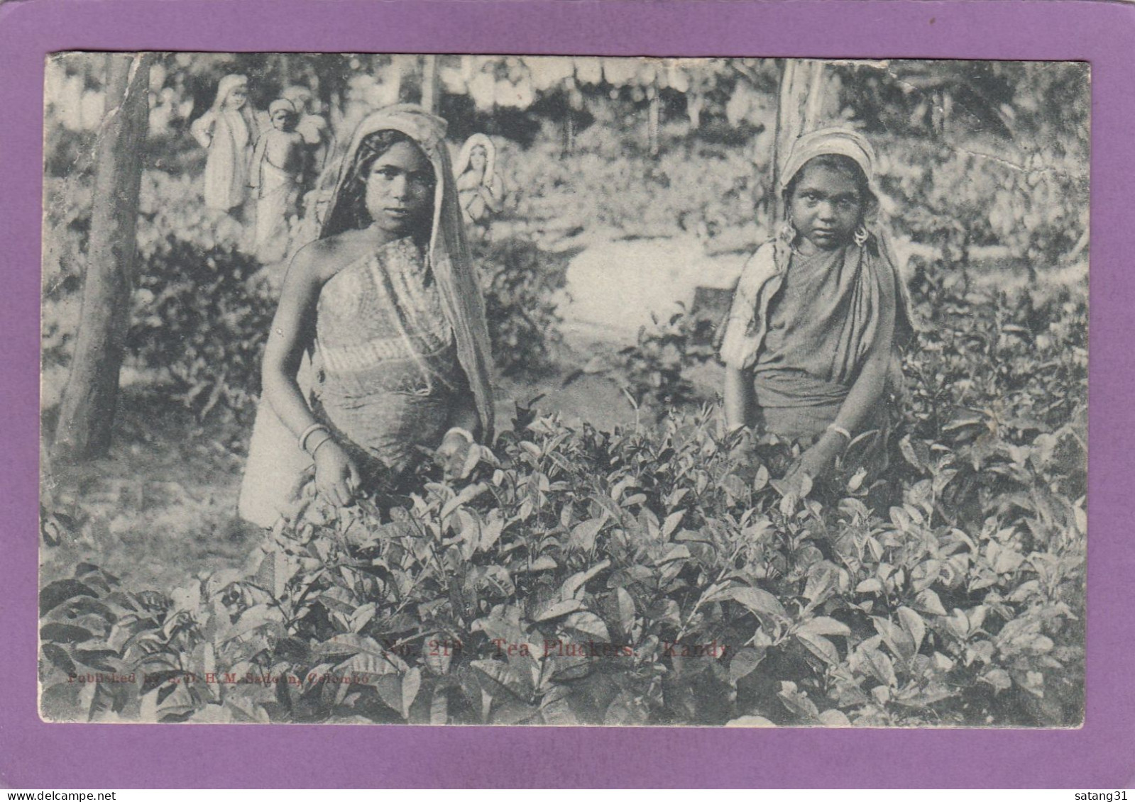 TEA PLUCKERS, KANDY. CHILDREN. - Sri Lanka (Ceylon)