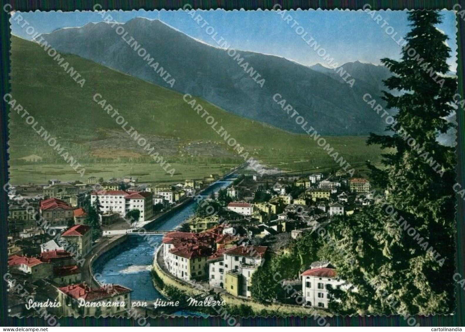 Sondrio Città FG Foto Cartolina KVM1398 - Sondrio