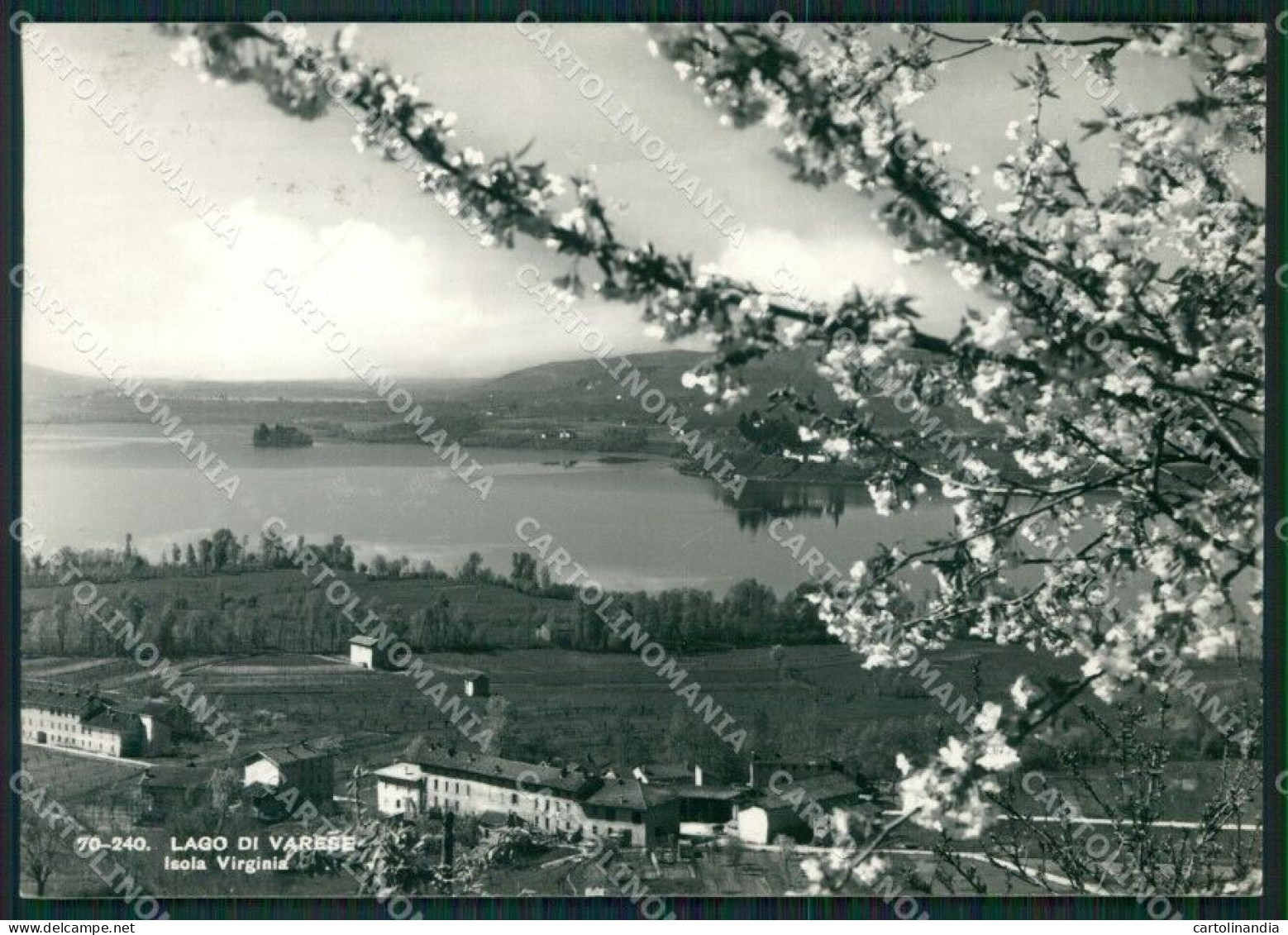 Varese Lago Di Isola Virginia FG Foto Cartolina KVM1416 - Varese