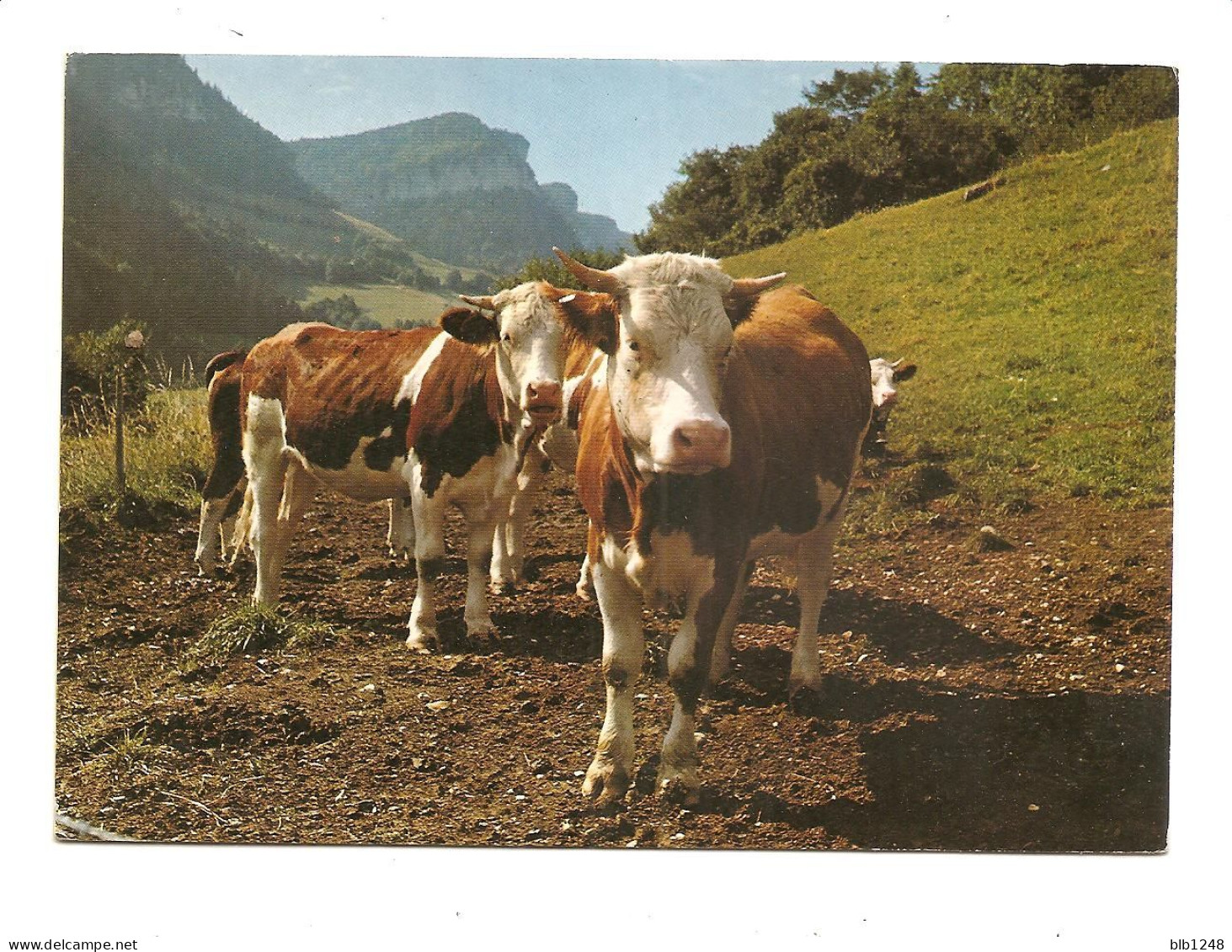 Animaux & Faune > CPM Vaches Dans Le Vercors - Vacas