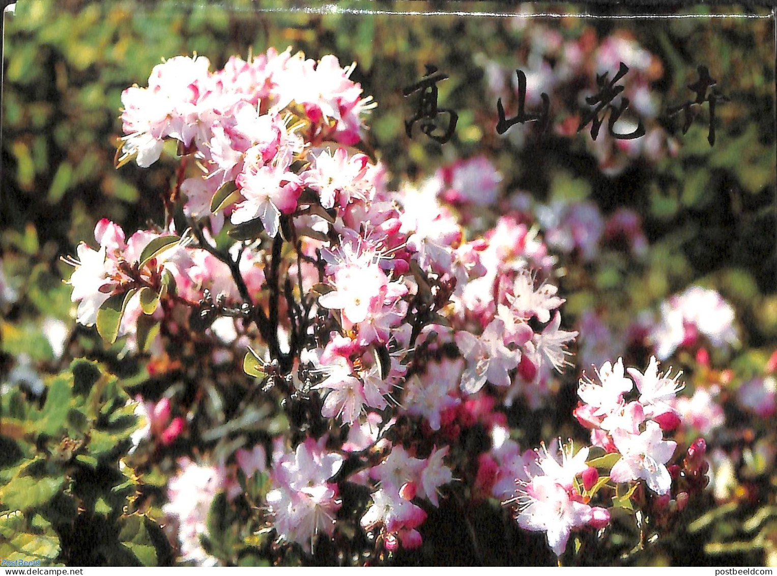 China People’s Republic 1998 Postcard Set, Alpine Flowers (4 Cards), Unused Postal Stationary, Flowers & Plants - Brieven En Documenten